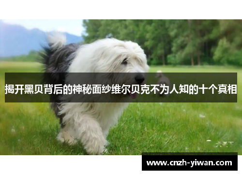 揭开黑贝背后的神秘面纱维尔贝克不为人知的十个真相